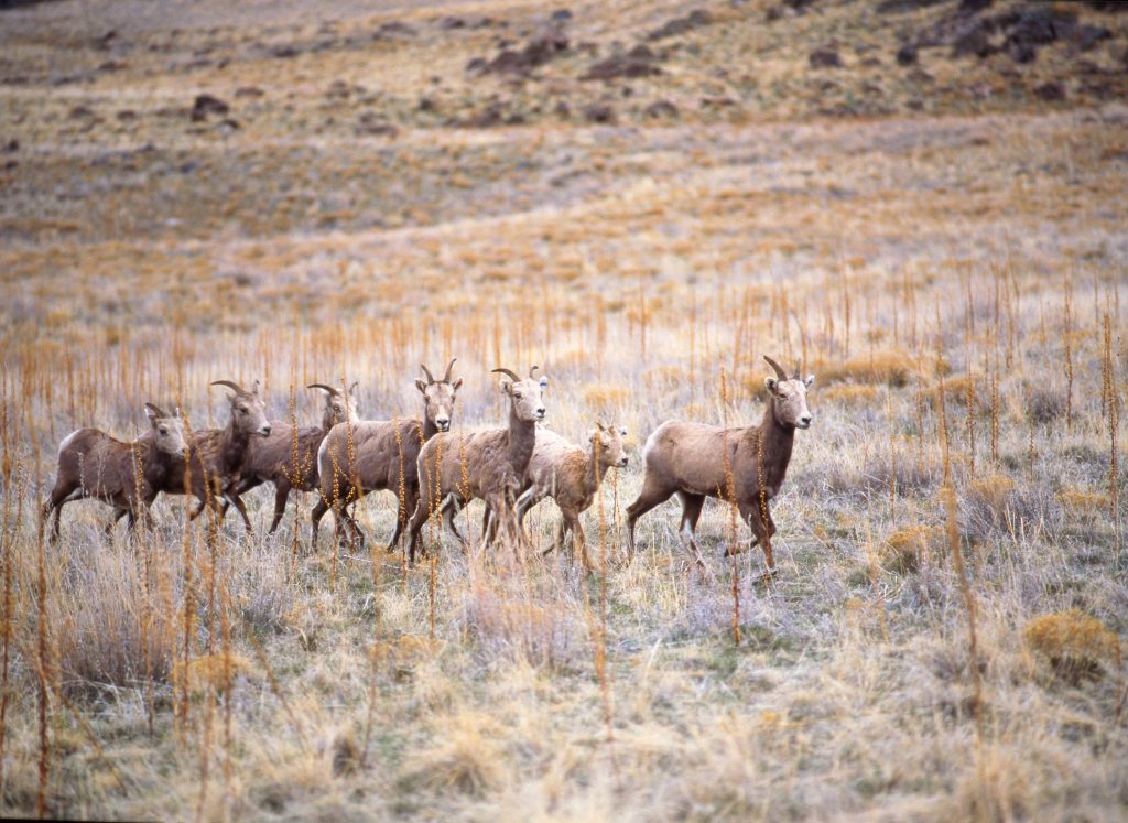 Foto: Antelope Island State Park. Credit: Steve Greenwood│Utah Office of Tourism